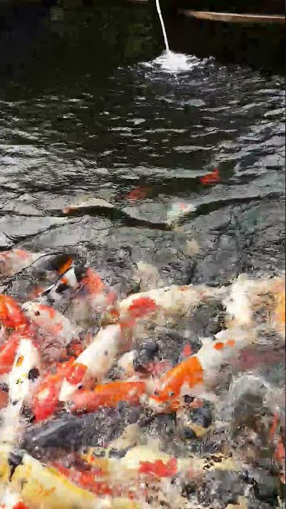 ngasih makan ikan koi teman teman