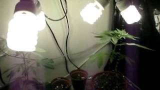 CFL GROW PART 1