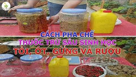 Hướng dẫn làm thuốc trừ sâu sinh học tại nhà bằng gừng tỏi ớt... an toàn và hiệu quả