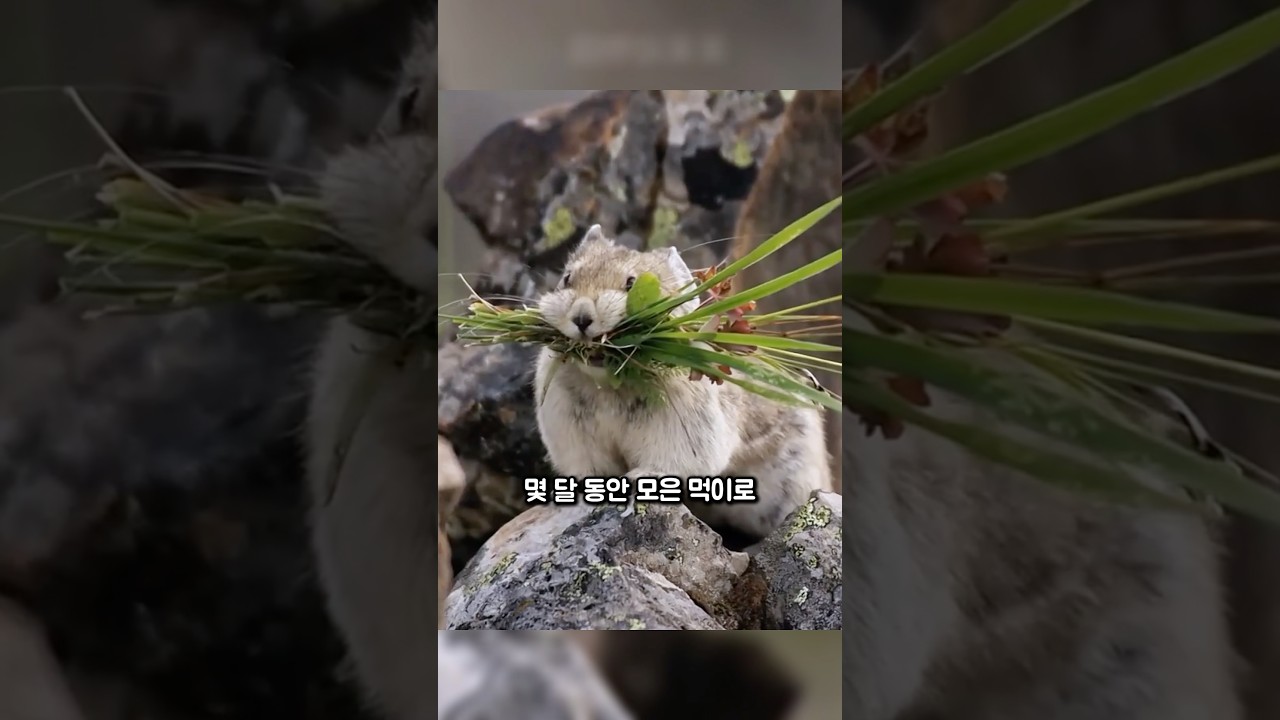 피카의 생존 방식