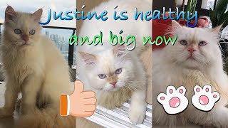 Justine update! Healthy and Big now🥰 #persiancat by Anne Adriane 2,209 views 3 years ago 17 minutes