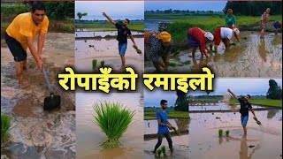 रोपाइँको रमाइलो || Ropaiko Ramailo || धान रोपाइँ गर्दै कृषक || dhan ropai || धान खेती || chitwan