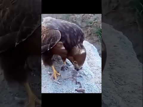 صقر يأكل فأر ويفصص أجزاءه
