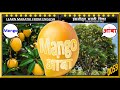#FRUIT! FUN &amp; FACTS (फळांची! मजा आणि तथ्य): MANGO (आंबा)
