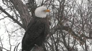 Dad at Decorah North Eagles nest. 12.20 \/ 30 December 2016