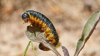 Caterpillar Wandering About
