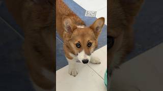 El juguete para perro más viral de TikTok Shop 🤑🐶 #shorts #eldantoo #corgi