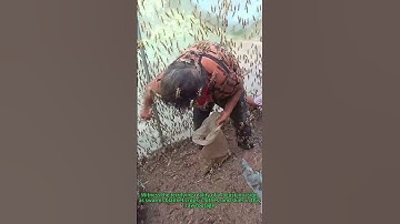 Locust Swarm ATTACK! Farmers