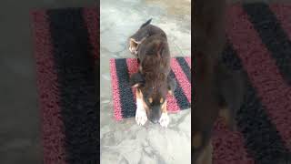 #cute #puppy #viralvideo #trending