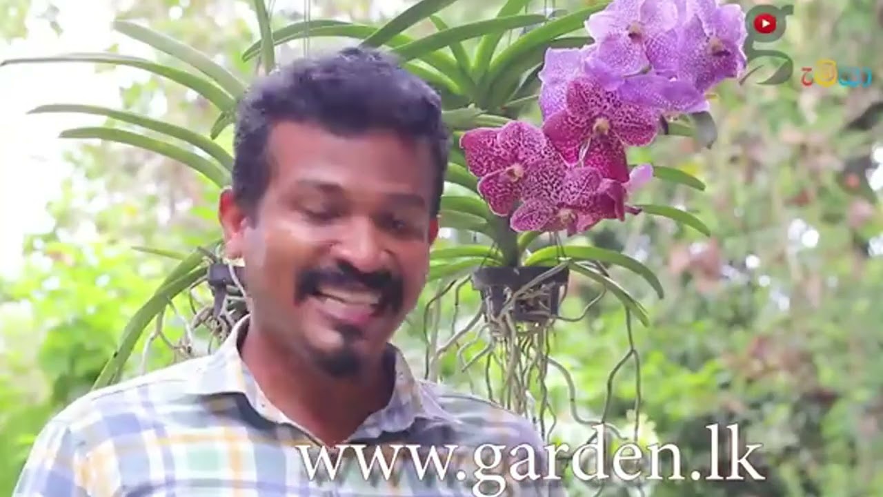 මේක ස්ප්‍රරේ කරා විතරයි පිරෙන්න මල් ආවා . 100% ක් සාර්තකයි