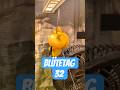 Blütetag 32 (Pflanzen Jojos) #420 #growth #homegrown