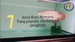 7 JENIS IKAN ARWANA TERPOPULER