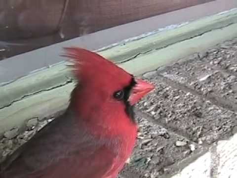 How do i get a bird out of my house Male Cardinal Red Bird In My House Youtube