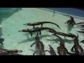 Baby Alligators and Crocodile at Sarasota Jungle Gardens, Florida, March 24, 2015