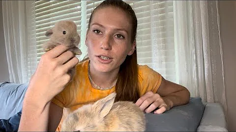 WHAT YOU NEED TO PREPARE TO GET A PET BUNNY