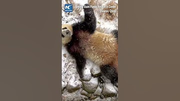 Giant pandas enjoy snowy day