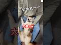 目薬される柴犬が面白すぎた😂　　　#柴犬　#犬　#面白い　#犬のいる暮らし #shibainu