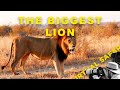 The Sabi Sand S Biggest Lion And A Leopard Moment That Left Us Speechless Virtual Safari 280 The Sabi Sand S Biggest Lion And A Leopard Moment That Left Us Speechless Virtual Safari 280