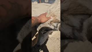 Wolf Hybrid Pure Instinct In Motion