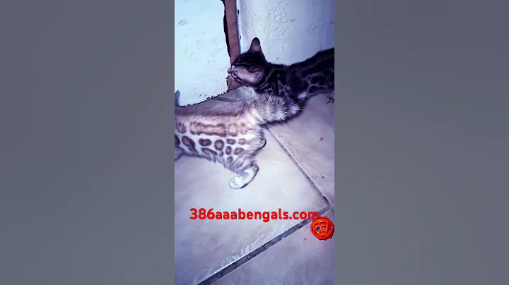 Video 11905061: cute bengal kitten, bengalcat