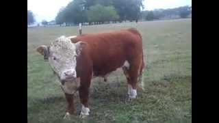 Lil Diablo - gentle Classic Hereford bull