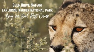 SELF DRIVE SAFARI - EXPLORING KRUGER NATIONAL PARK - Berg en Dal Rest Camp