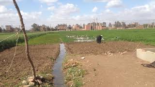 The sounds of birds and rooster beside a small river