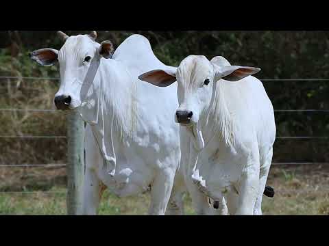 AGBO 1678 - Lote 19
