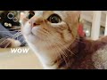 cat discovers bubbles, is mesmerized and overwhelmed with emotions and wonder