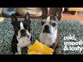 Boston Terrier Loves Sweet Potato