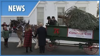 President Trump and Melania welcome this year's official White House Christmas tree