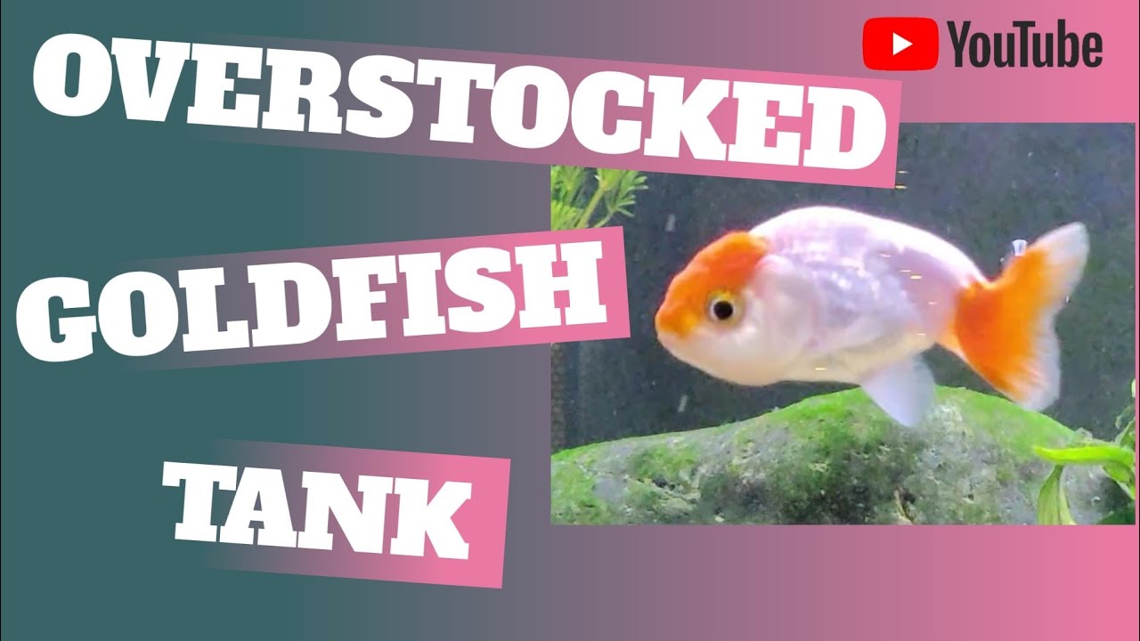 Overstocked Goldfish Tank