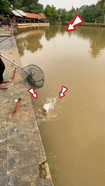 Mancing ikan bawal monster ⁉️#fishing #ikan #fish #mancing #shorts
