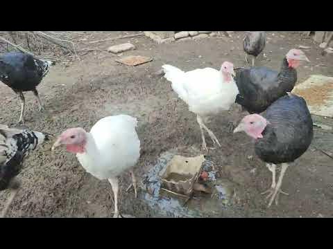 мої домашні Індики - YouTube