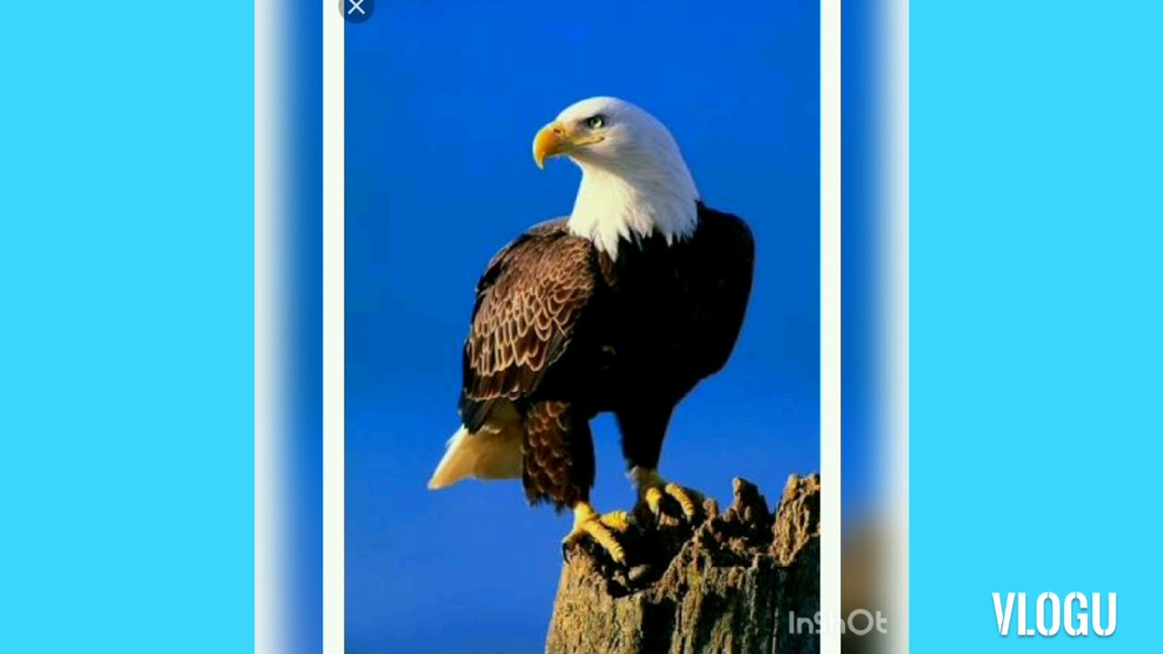 Eagle image🌹