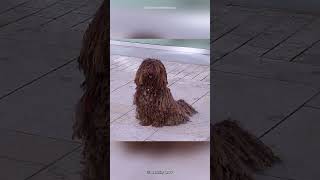 Puli Dog | The Dog Like A Mop