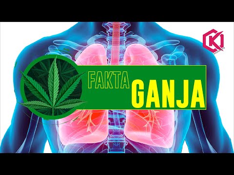 Video: Pemberian Ubat Ganja Rekreasi Dan Etika Tidak Boleh Dilakukan