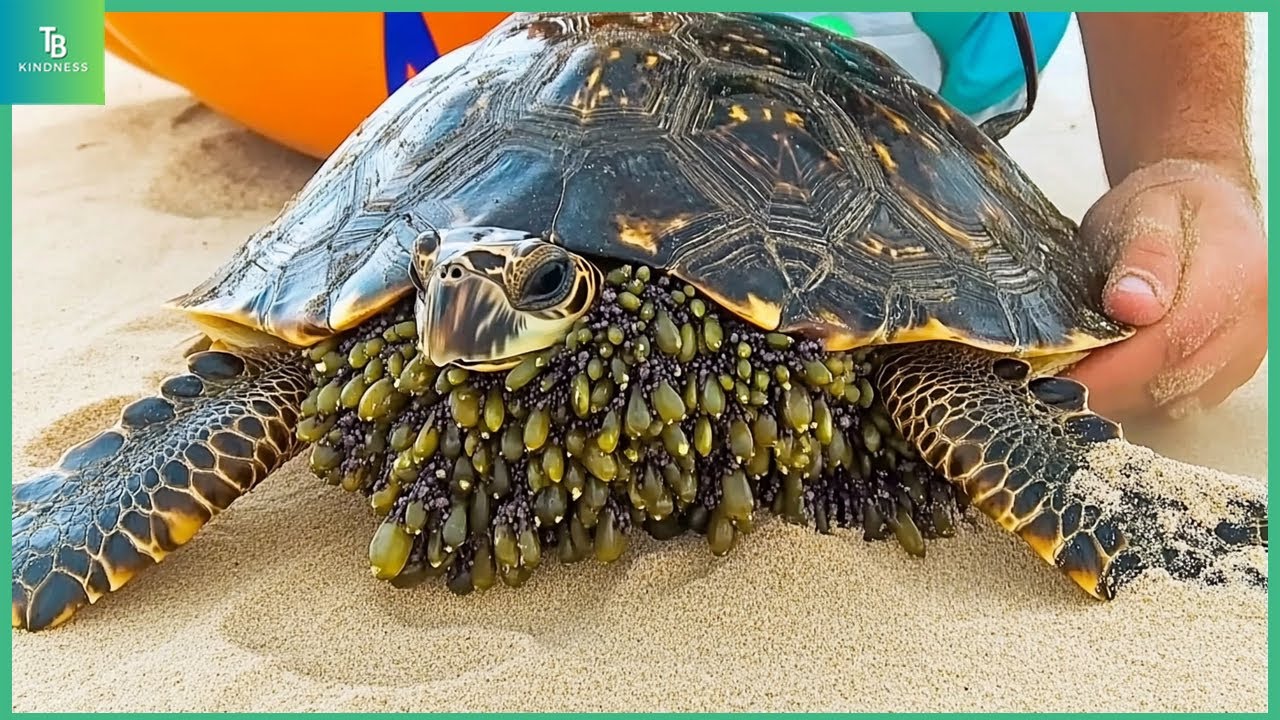 Animals That Asked People for Help! Helping Sea Turtles Remove Barnacles #18