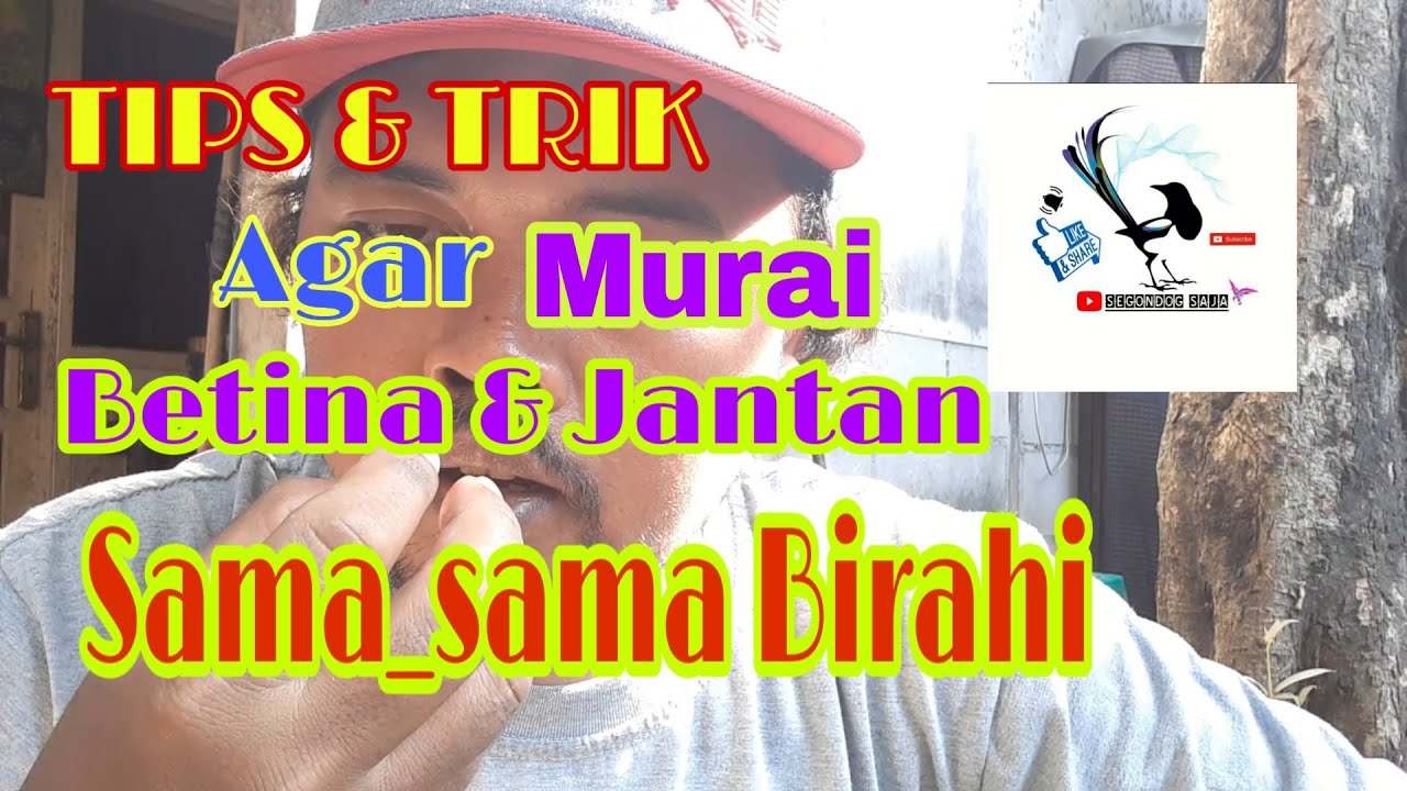 CARA JITU NAIKIN BIRAHI BURUNG MURAI BATU JANTAN DAN BETINA DI