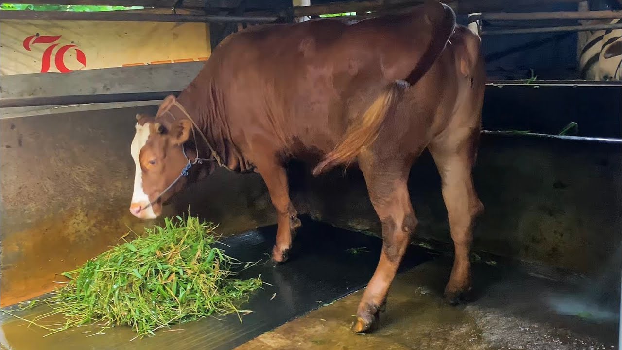 Beginilah Proses Membersihkan Kandang Sapi di Kampung