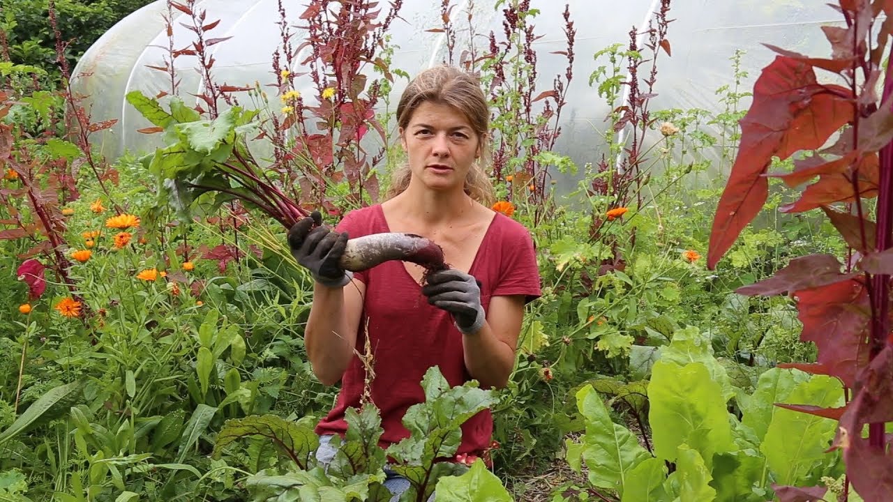 Dyrk rødbeder med Champost Jordforbedring