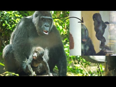 Something About Gorillas ゴリラっぱTV - YouTube