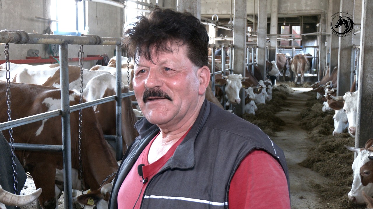 - SA 100 KRAVA BOLJE ŽIVIM NEGO U ŠVICARSKOJ -