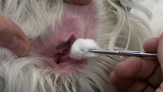Dog Ear Infection WARNING SIGNS! How to Safely Remove Ear Hair (Step-by-Step Grooming Guide)
