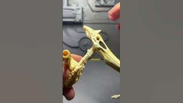 Do you like the Kingdom Fossilizers    #shorts