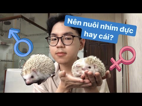Nên chọn nuôi nhím kiểng đực hay cái & Cách nuôi chung | Mẹo chăm nhím kiểng 🦔