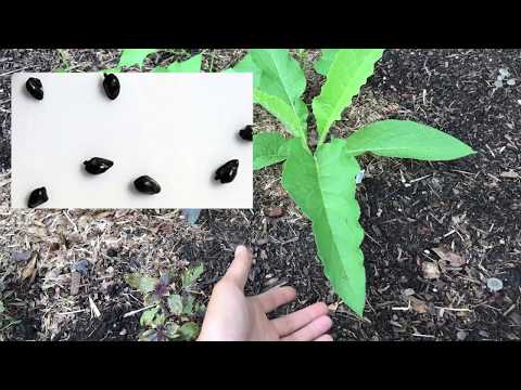 Video Tác dụng lá cây comfrey (liên mộc, hoa chuông) compost... - youtube