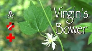 Virgins Bower: Poison, Medicinal & Other Uses