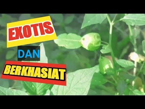 Manfaat Daun Ciplukan dan Cara Mengolahnya Menjadi Obat Herbal !