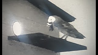 Sweet Barn Owl Mom Delivers Gopher To The Baby